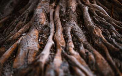 Spotting Tree Roots in Your Sewer Lines